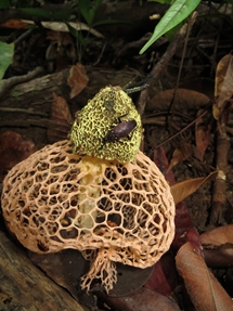 Stinkhorn fungus. Belalong. (photo: Lan Qie, 2014)